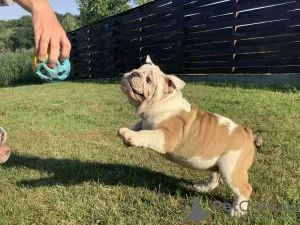 Photos supplémentaires: Belle fille, bouledogue anglais, chiot