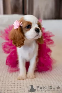 Photo №1. cavalier king charles spaniel - à vendre en ville de Cracovie | 1800€ | Annonce №43857