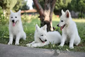 Photos supplémentaires: Chiots Berger Blanc Suisse à vendre