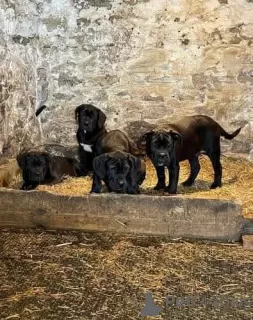 Photo №2 de l'annonce № 130605 de la vente cane corso - acheter à Fédération de Russie annonce privée