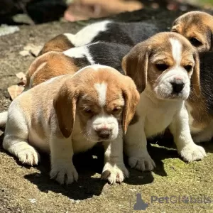 Photo №4. Je vais vendre beagle en ville de Sinsheim. annonce privée - prix - 404€