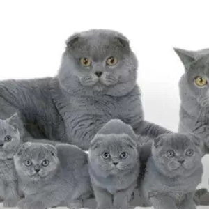 Photo №1. british shorthair - à vendre en ville de Portland | 615€ | Annonce № 65851