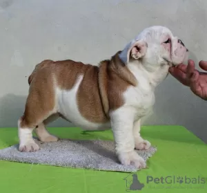 Photos supplémentaires: Chiots BULLDOG ANGLAIS