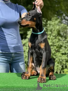 Photo №2 de l'annonce № 106663 de la vente dobermann - acheter à Biélorussie de la fourrière, éleveur