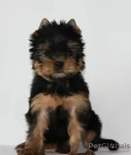 Photos supplémentaires: chiots yorkshire terrier