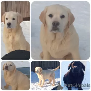 Photo №1. labrador retriever - à vendre en ville de Москва | 431€ | Annonce №92305