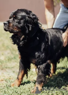 Photos supplémentaires: César gros chien