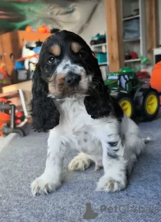 Photo №4. Je vais vendre cocker spaniel anglais en ville de Żelazna. éleveur - prix - 600€