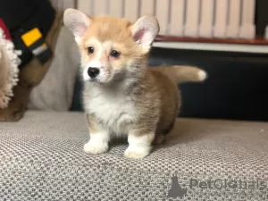 Photo №2 de l'annonce № 41582 de la vente welsh corgi - acheter à Allemagne annonce privée