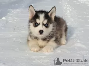 Photo №1. husky de sibérie - à vendre en ville de Москва | 1687€ | Annonce №9373