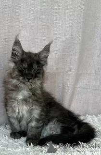 Photo №3. magnifiques chatons maine coon. Pologne