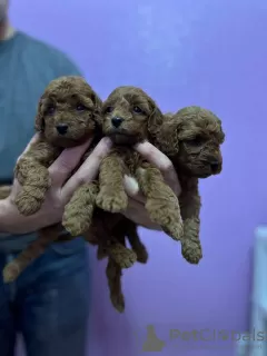 Photos supplémentaires: Chiots caniche toy rouge