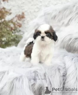 Photo №1. shih tzu - à vendre en ville de Бернау | Gratuit | Annonce №99566