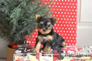 Photo №3. beaux chiots yorkshire terrier. Allemagne