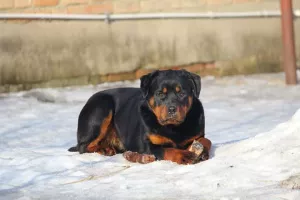 Photo №2 de l'annonce № 5847 de la vente rottweiler - acheter à Fédération de Russie de la fourrière