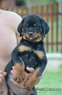 Photos supplémentaires: rottweiler