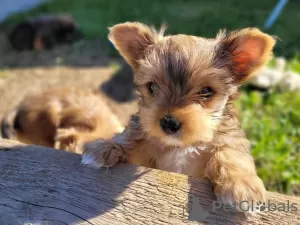 Photo №4. Je vais vendre biewer yorkshire terrier en ville de Miechów. éleveur - prix - négocié