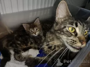 Photos supplémentaires: De jolis chatons Maine Coon à vendre près de chez vous