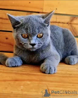 Photos supplémentaires: chaton british shorthair