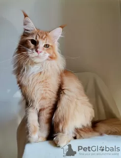 Photo №4. Je vais vendre maine coon en ville de Rostov-sur-le-Don. éleveur - prix - négocié