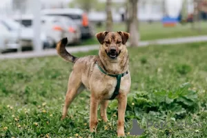 Photo №2 de l'annonce № 72077 de la vente chien bâtard - acheter à Fédération de Russie annonce privée