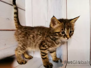 Photos supplémentaires: Chausie chatons F2