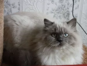 Photo №1. british longhair - à vendre en ville de Tomsk | 360€ | Annonce № 6122