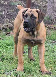 Photo №2 de l'annonce № 5645 de la vente boerboel - acheter à Fédération de Russie de la fourrière