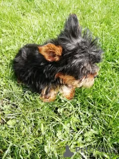 Photos supplémentaires: Chiot Yorkie au visage de bébé