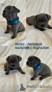 Photo №2 de l'annonce № 75368 de la vente bouledogue - acheter à Fédération de Russie annonce privée