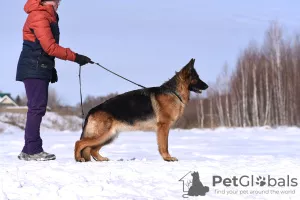 Photos supplémentaires: Chiots berger allemand