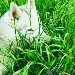 Photos supplémentaires: Chiot Husky sibérien