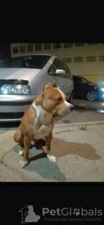 Photo №4. Je vais vendre american staffordshire terrier en ville de Chisinau. annonce privée - prix - 500€