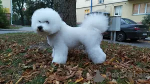 Photos supplémentaires: Adorables chiots Bichon Frise prêts à emménager dans une nouvelle maison