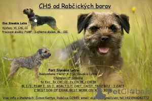 Photo №1. border terrier - à vendre en ville de Rabczyca | 800€ | Annonce №50873