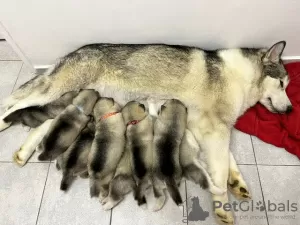 Photo №1. malamute de l'alaska - à vendre en ville de Berlin | Gratuit | Annonce №126568