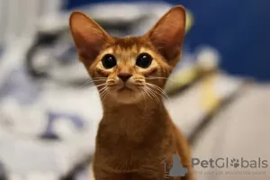 Photos supplémentaires: Chatons abyssins, filles et garçons