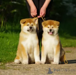 Photos supplémentaires: Chiots Akita Inu