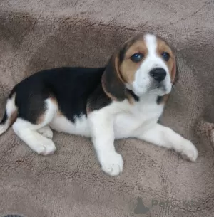 Photo №1. beagle - à vendre en ville de Helsinki | négocié | Annonce №127541