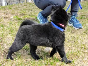 Photos supplémentaires: Schipperke (Schipperke)