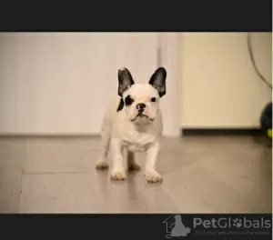 Photo №4. Je vais vendre bouledogue en ville de Barič. éleveur - prix - négocié