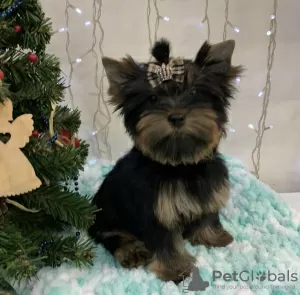 Photo №1. yorkshire terrier - à vendre en ville de Kiev | 828€ | Annonce №8940