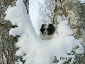 Photos supplémentaires: Spitz allemand, petite fille