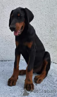 Photos supplémentaires: Doberman, meilleurs chiens