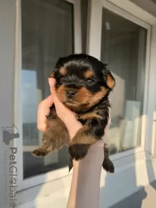 Photo №3. Chiots yorkshire terrier. Fédération de Russie