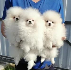 Photos supplémentaires: chiots de Poméranie