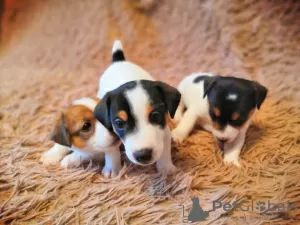 Photo №1. jack russell terrier - à vendre en ville de Omsk | 222€ | Annonce №9591