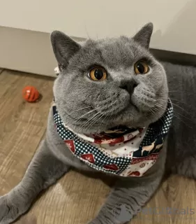 Photo №4. Je vais vendre british shorthair en ville de Berlin. annonce privée - prix - 300€