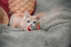 Photo №1. devon rex - à vendre en ville de Москва | 96€ | Annonce № 20687