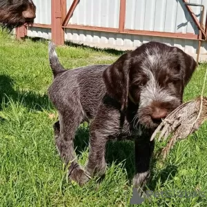 Photo №2 de l'annonce № 10646 de la vente chien d'arrêt allemand à poil dur - acheter à Fédération de Russie annonce privée